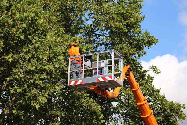 Best Tree Care Services  in Mount Vista, WA